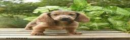 Miniature Dachshund dogs for sale: Major - Ad 4