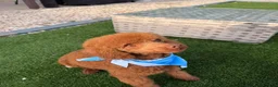 Irish Doodle dogs for sale: Prince naveen 🐸 - Ad 5