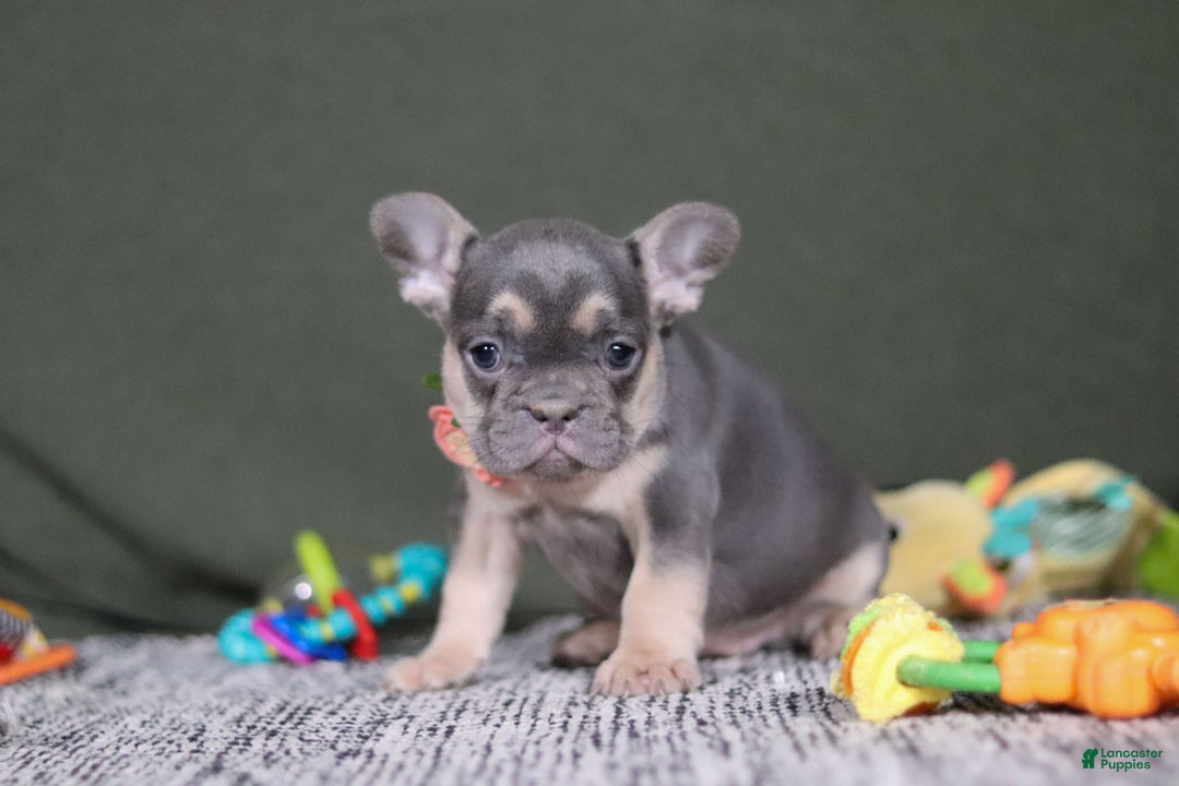 French Bulldog dogs for sale: Bethany - Ad 7