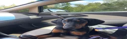 Doberman Pinscher dogs for sale: Doberman Pinscher 1 - Ad 1