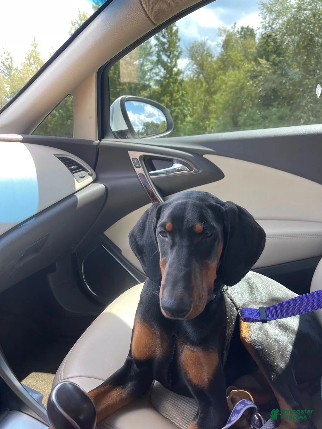 Doberman Pinscher dogs for sale: Doberman Pinscher 1 - Ad 1