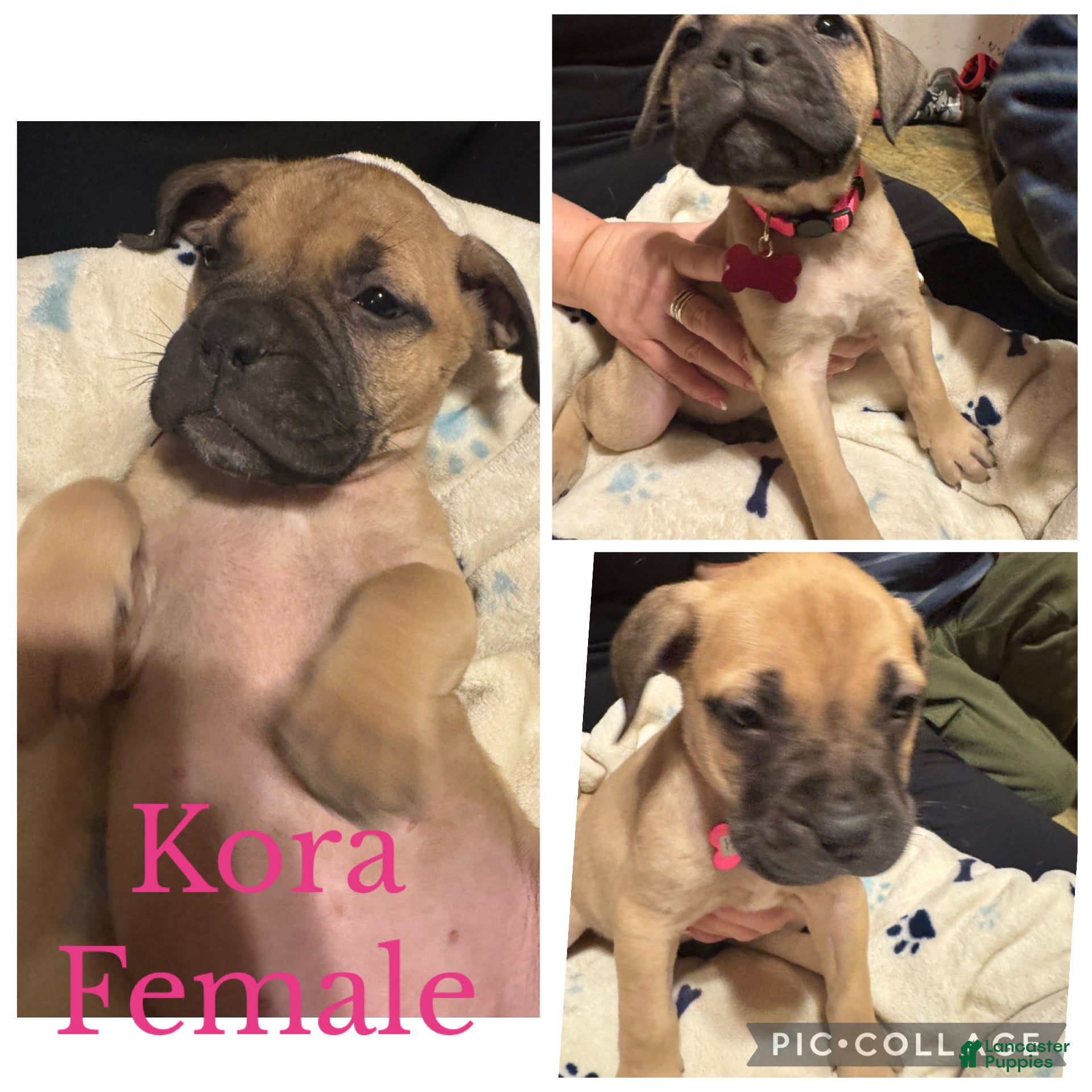 Bullmastiff dogs Bullmastiff Puppy 7 - Ad 9