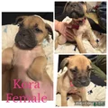 Bullmastiff Puppy 7