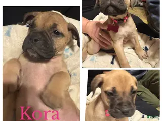 Bullmastiff dogs Bullmastiff Puppy 7 - Ad 9