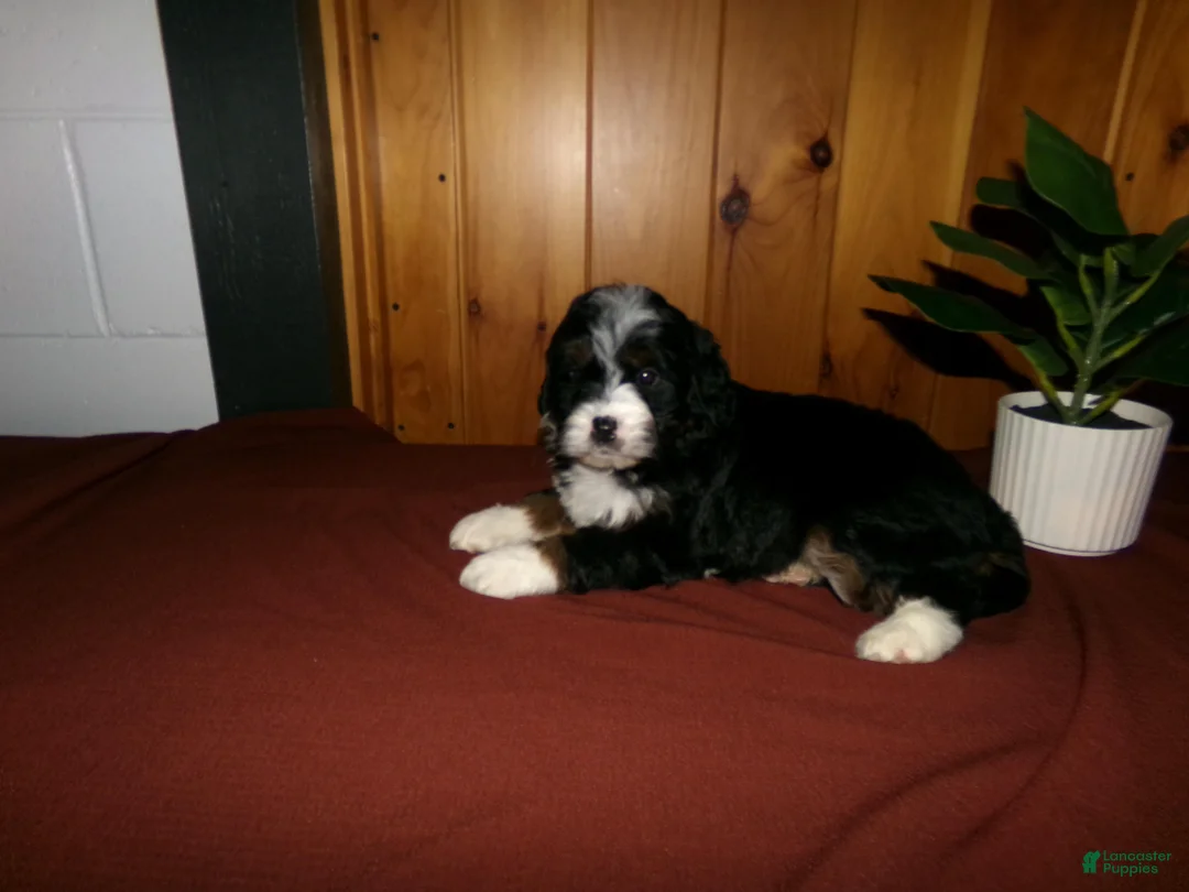 Mini Bernedoodle dogs for sale: Ashley - Ad 7