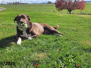 Mixed Breed dogs Marci - Ad 1