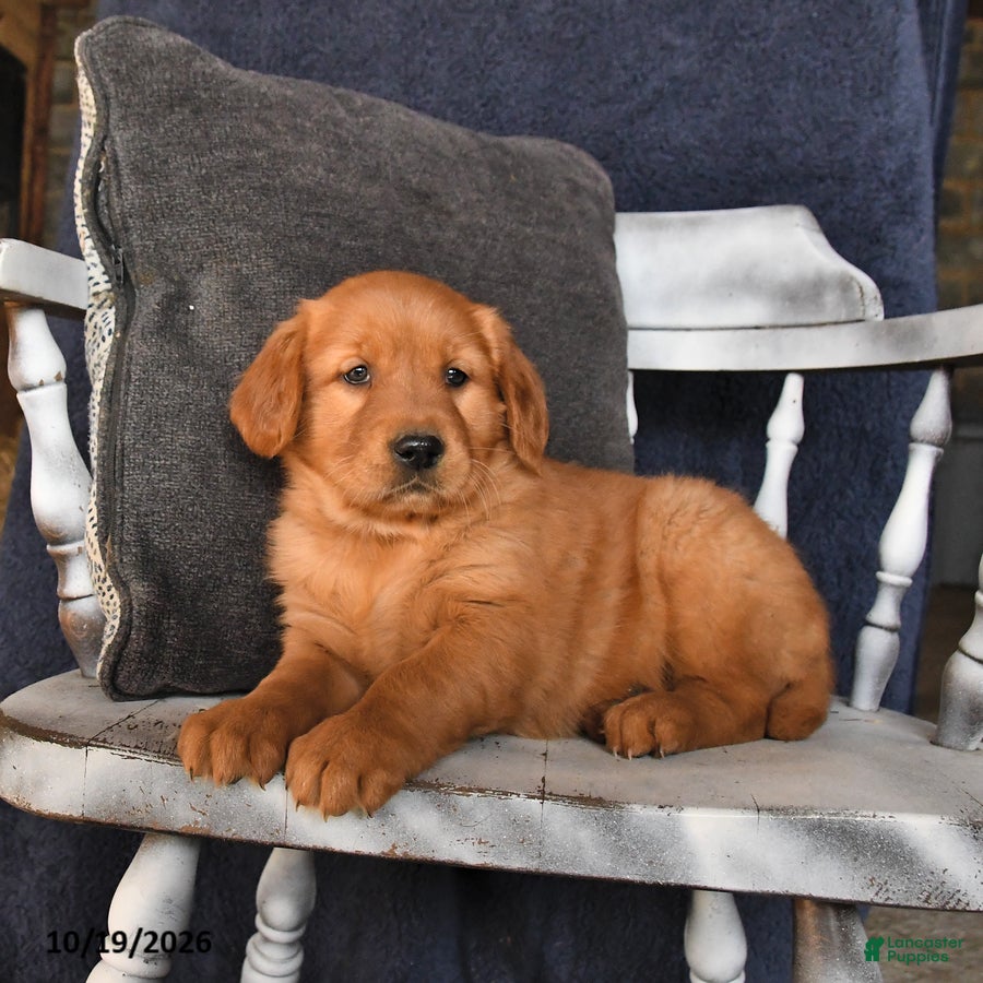 Golden Retriever dogs for sale: Amber - Ad 3