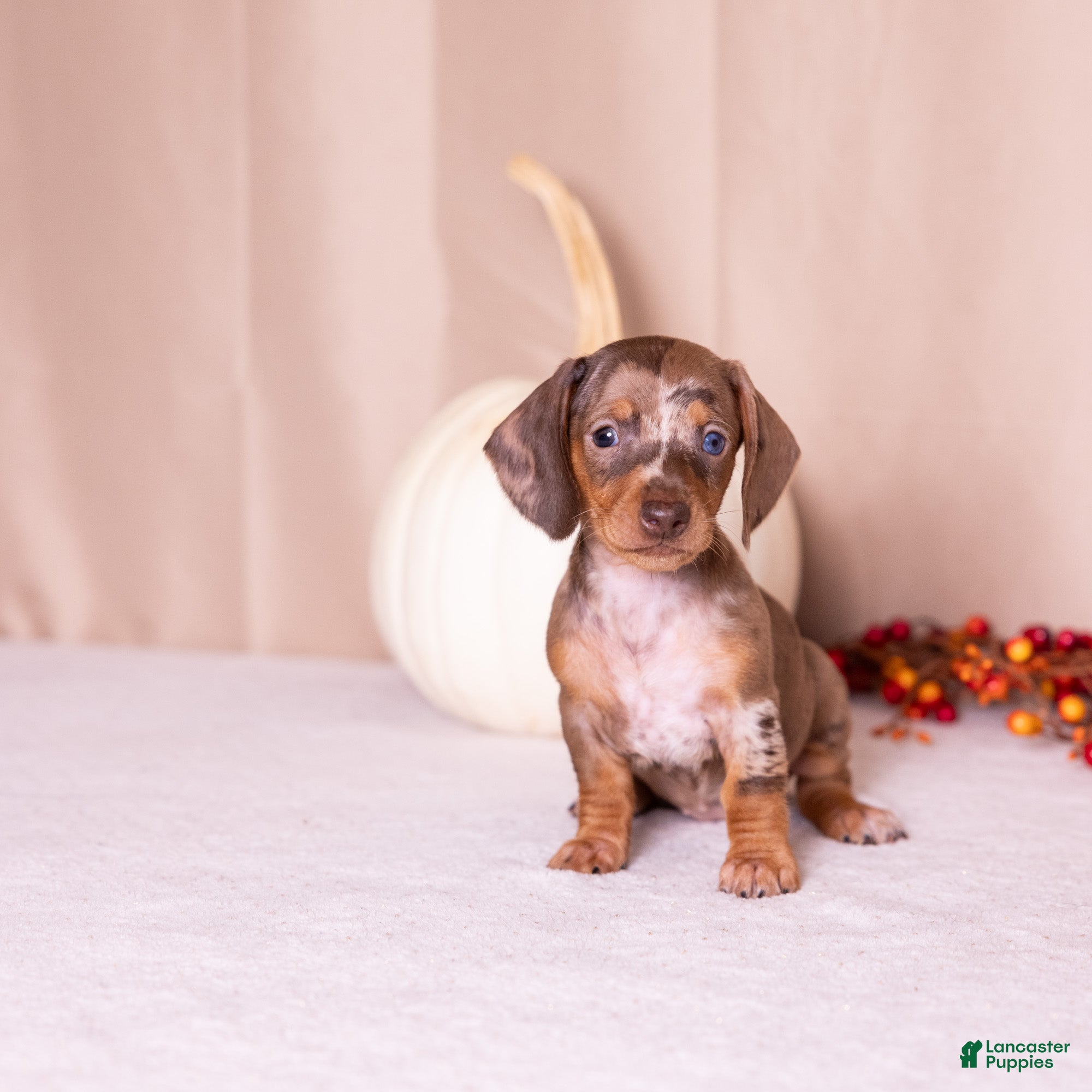 Miniature Dachshund dogs Clara - Ad 1