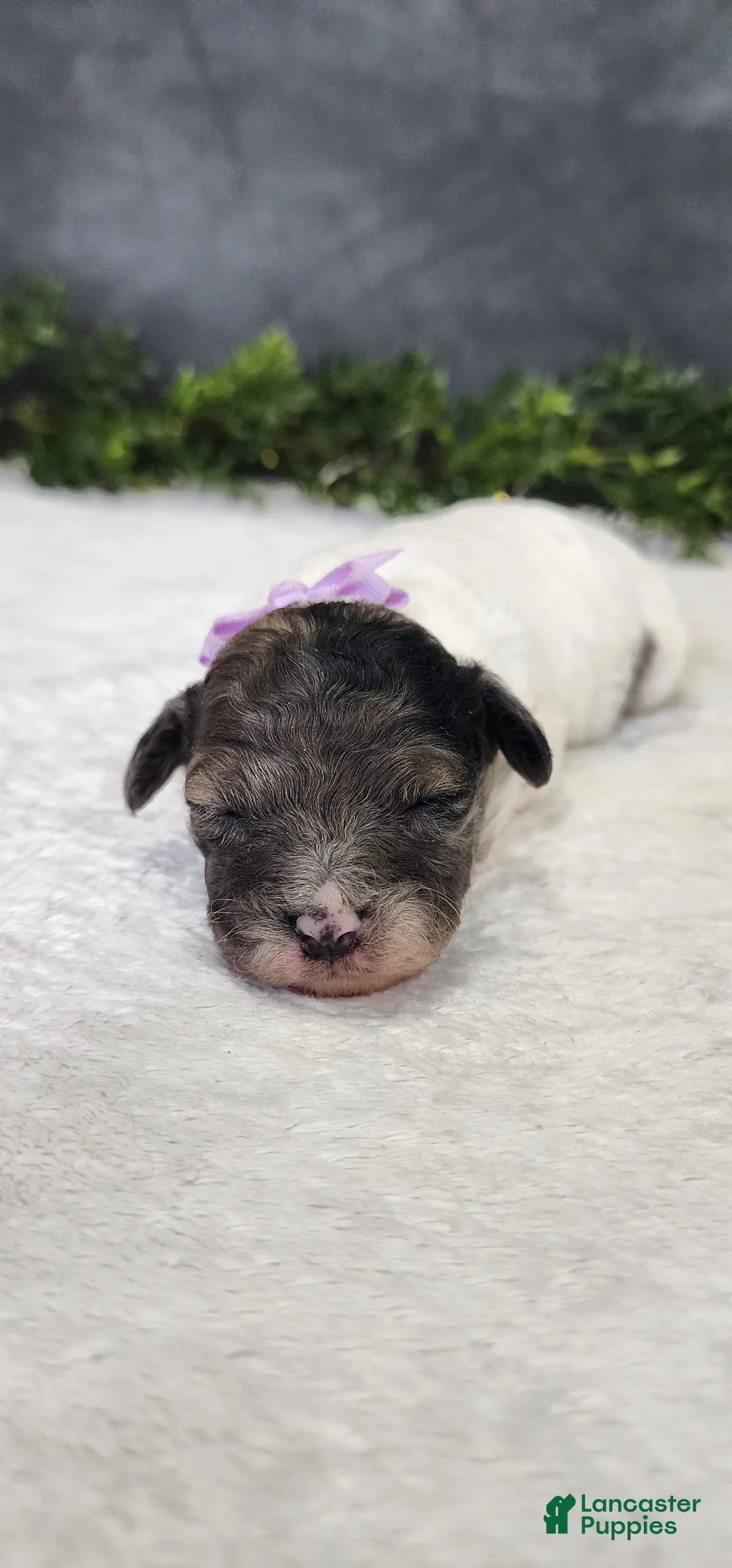 Miniature Poodle dogs for sale: Sadie - Ad 3