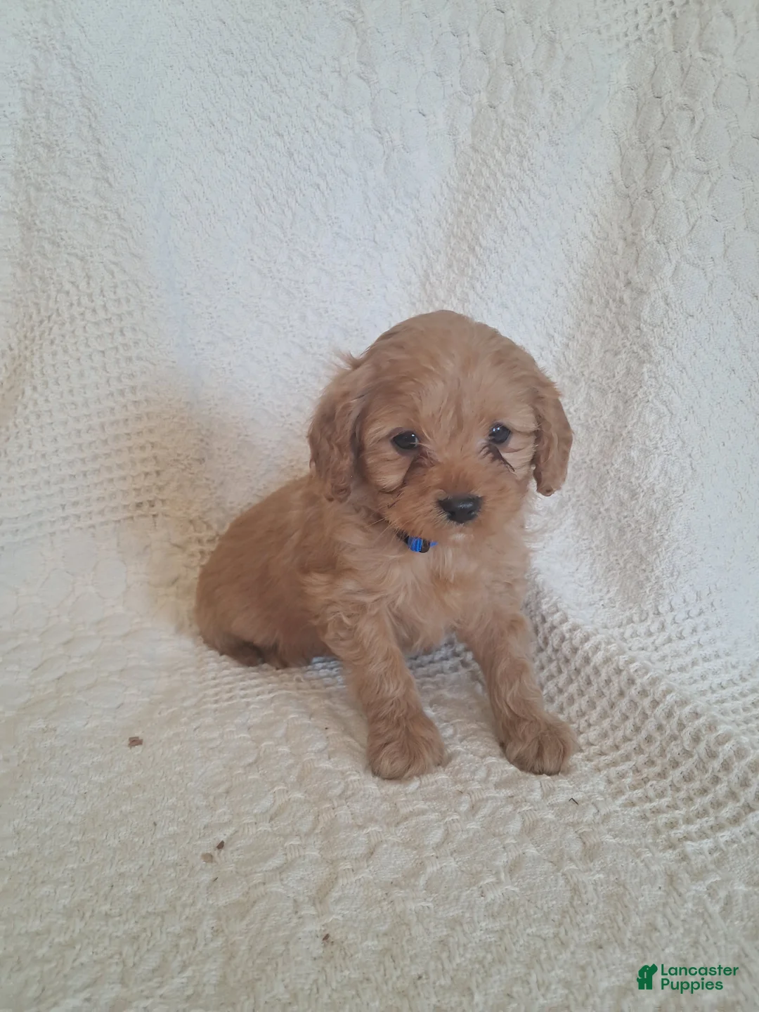 Cavapoo dogs for sale: Sonshine - Ad 1