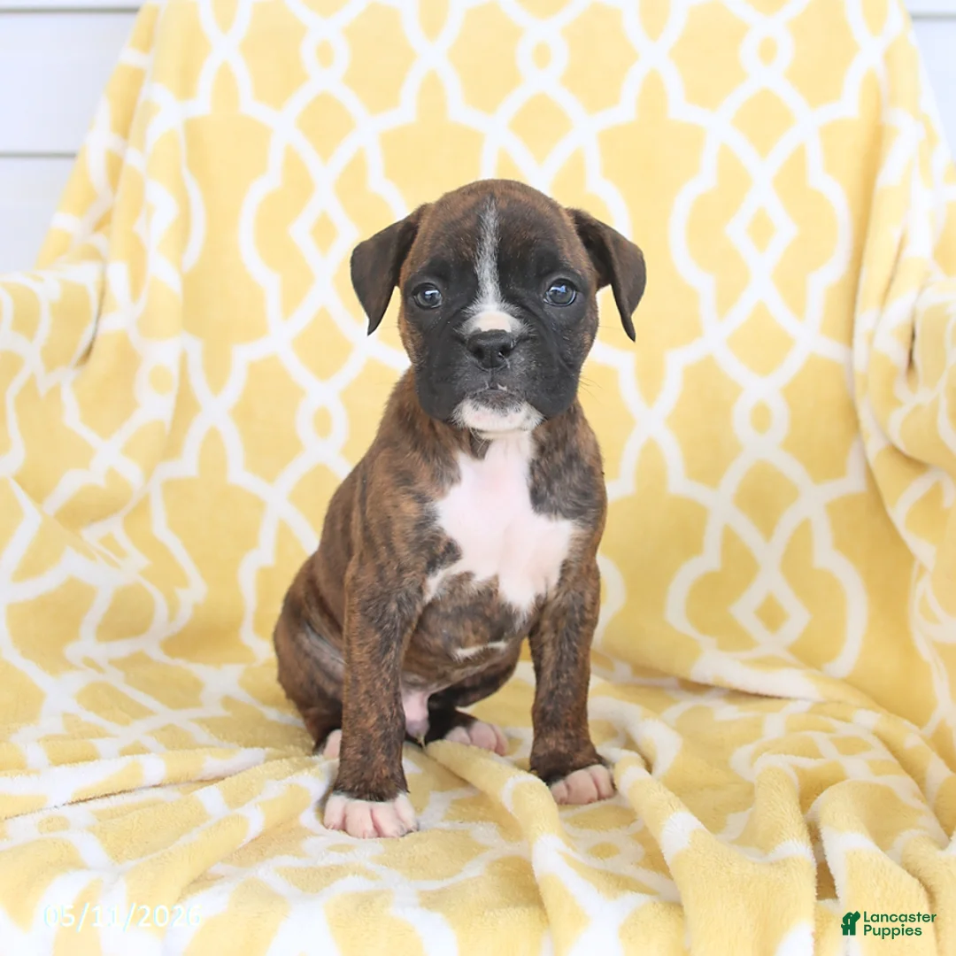 Boxer dogs for sale: Aspen - Ad 1