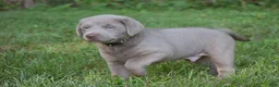 Labrador Retriever dogs for sale: Thunder - Ad 18