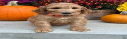 Irish Doodle dogs for sale: Jackson - Ad 7