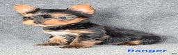 Yorkshire Terrier dogs for sale: Ranger Teacup  - Ad 3