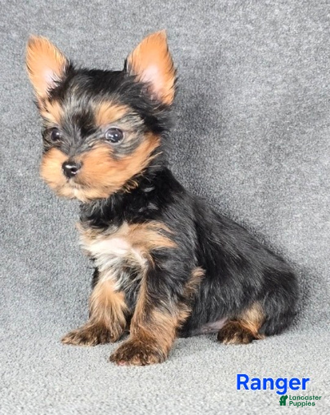 Yorkshire Terrier dogs for sale: Ranger Teacup  - Ad 3