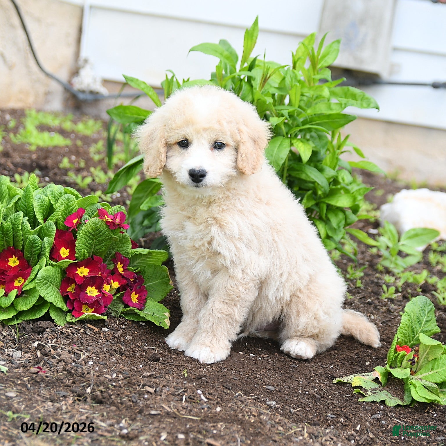 Miniature Labradoodle dogs Jonny - Ad 2