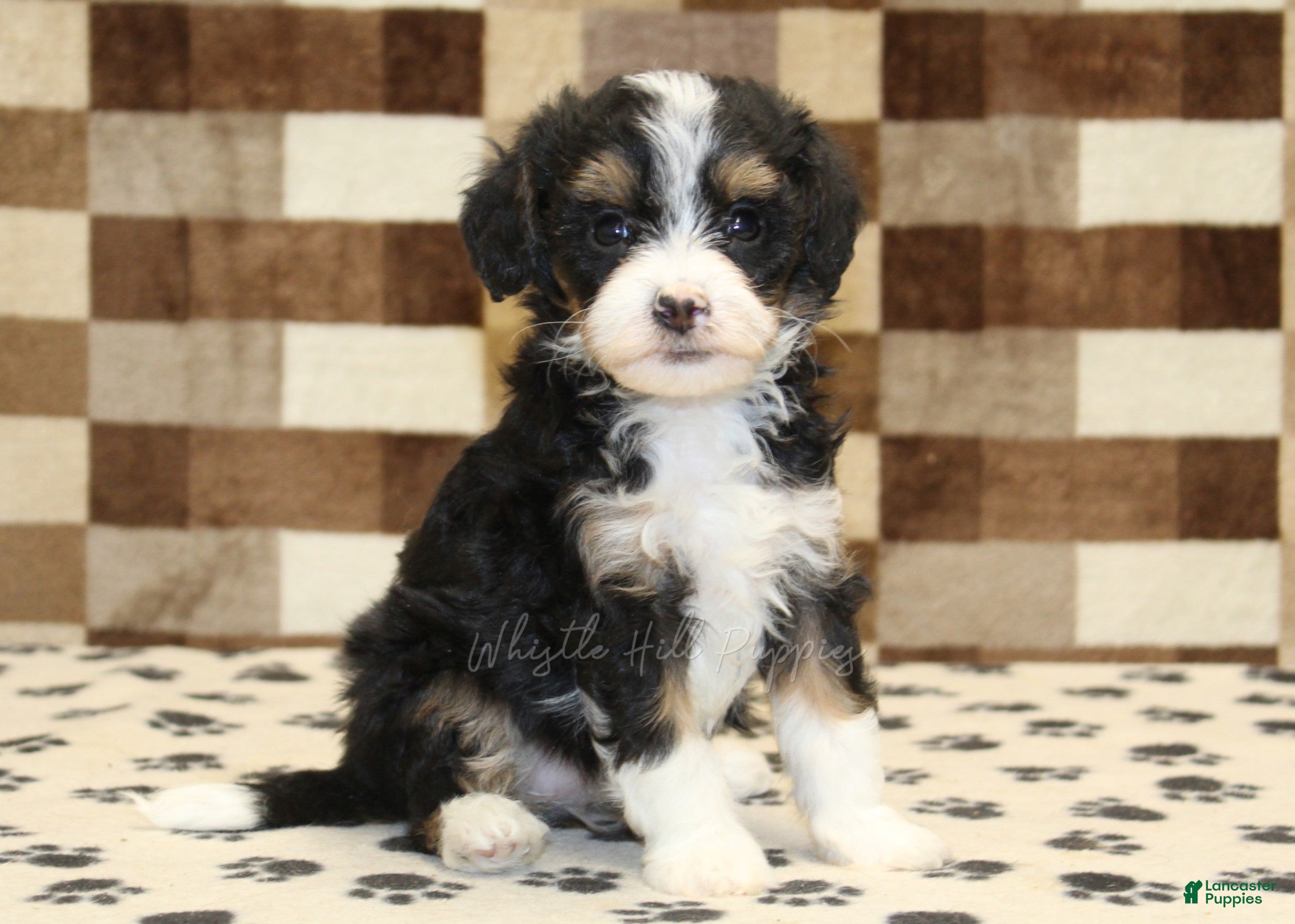 Mixed Breed dogs Mandy - Ad 1