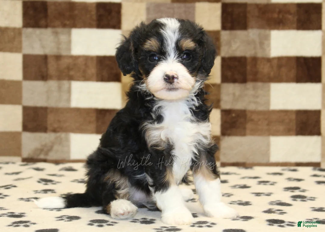 Mixed Breed dogs for sale: Mandy - Ad 1