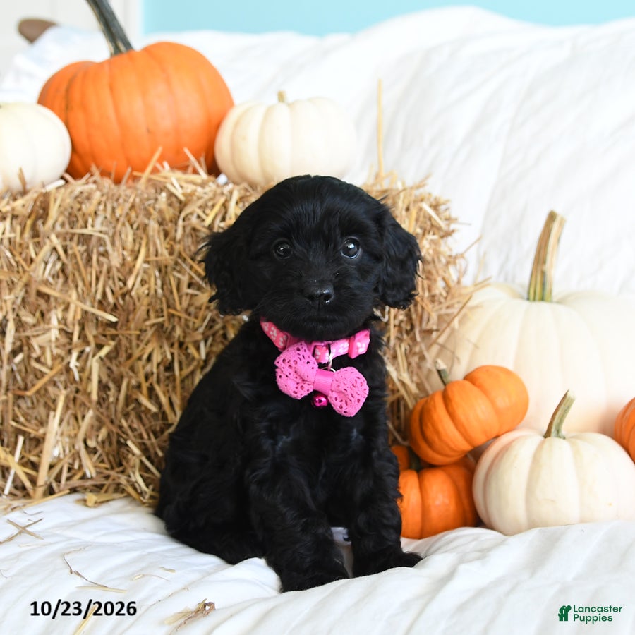 Cavapoo dogs for sale: Bella   - Ad 1