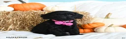 Cavapoo dogs for sale: Bella   - Ad 1