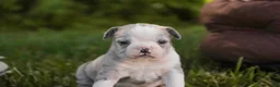 Mixed Breed dogs for sale: Splendor Victorian Bulldog - Ad 4
