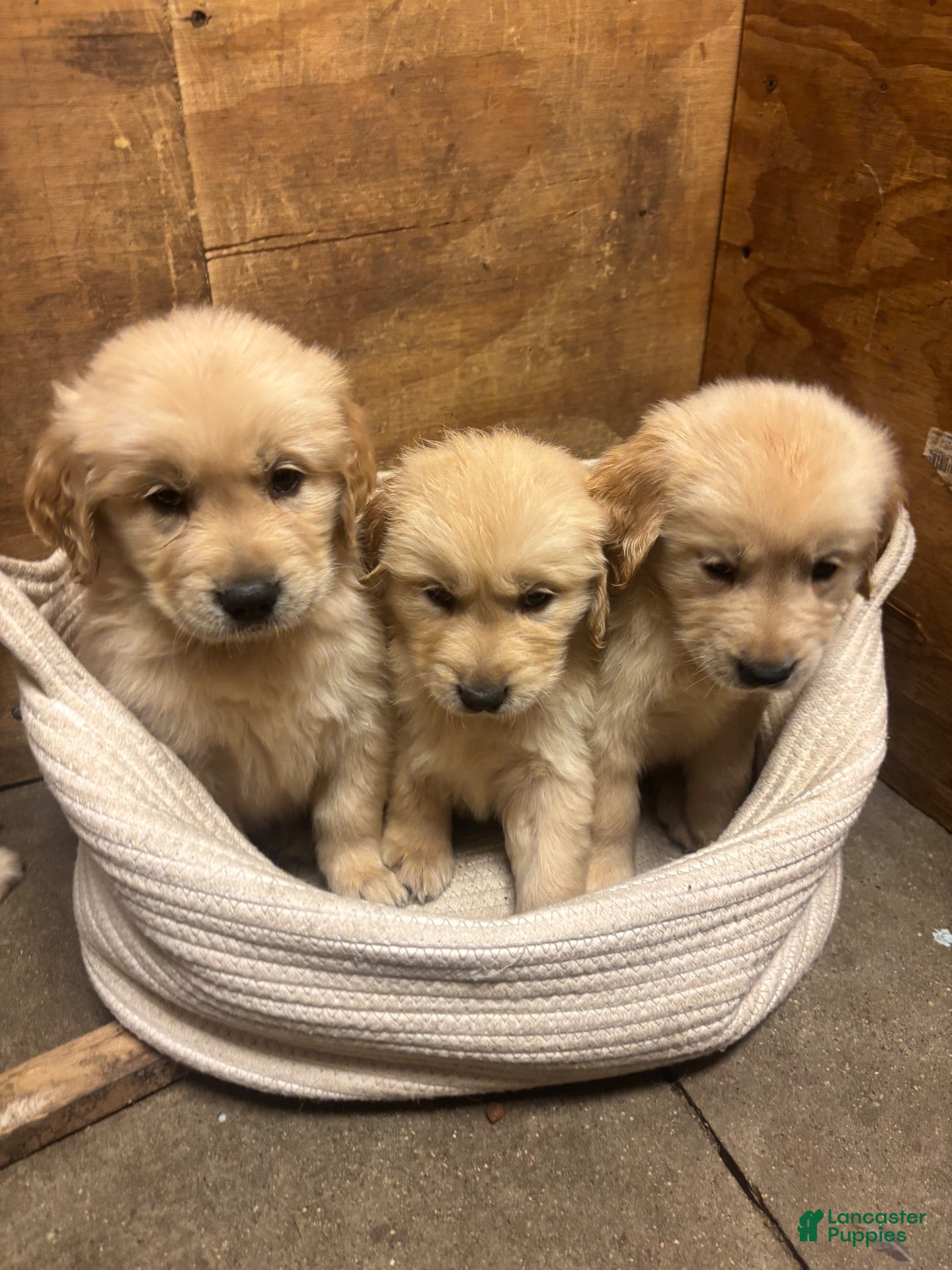 Golden Retriever dogs for sale: Golden Retriever 4 - Ad 4