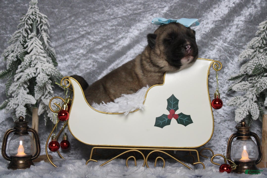 Akita dogs for sale: Jill  - Ad 2