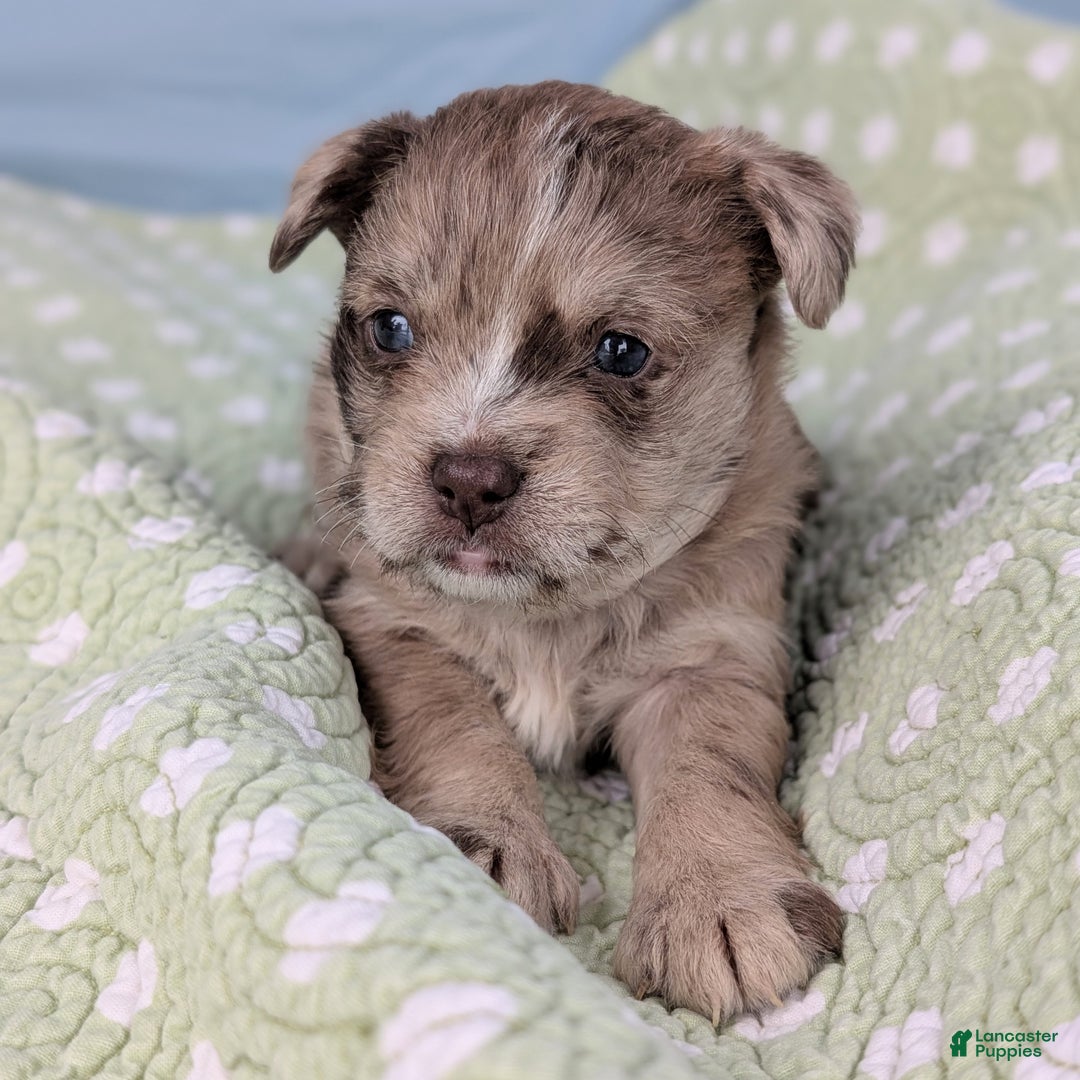 Mixed Breed dogs for sale: Queen - Ad 7