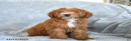 Miniature Poodle dogs for sale: Rita - Ad 3