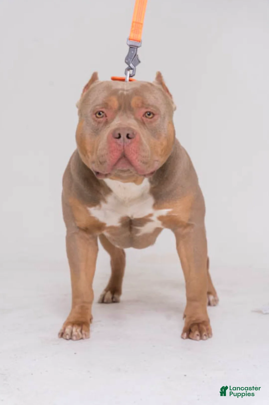 Gallery Image {{count}}