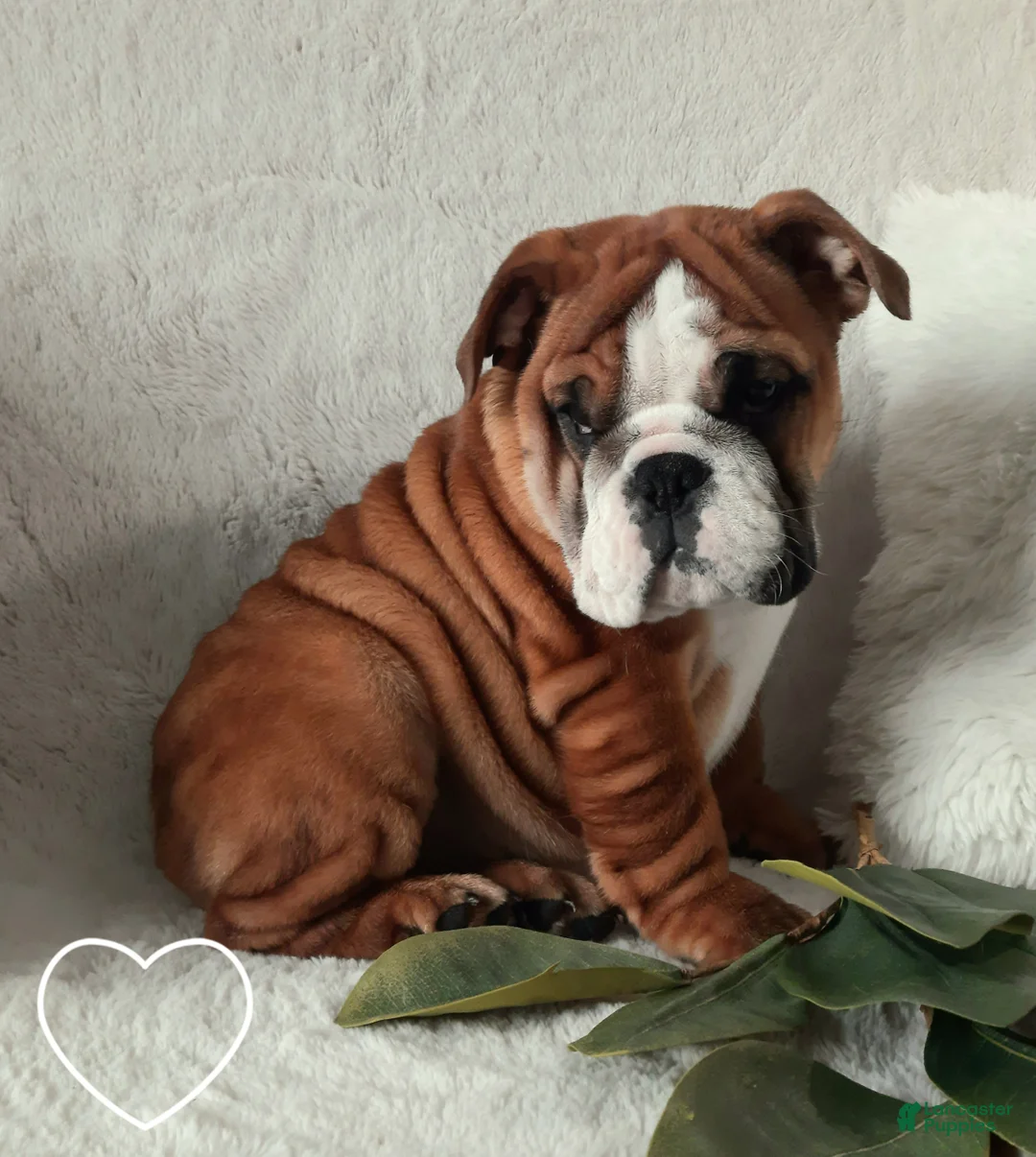 English Bulldog dogs for sale: Dana - Ad 1