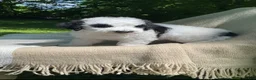 Mixed Breed dogs for sale: Pita - Ad 16