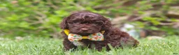 Cockapoo dogs for sale: Teddy - Ad 2