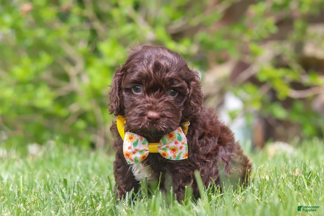 Cockapoo dogs for sale: Teddy - Ad 2