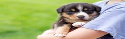 Mixed Breed dogs for sale: Grant - Ad 3