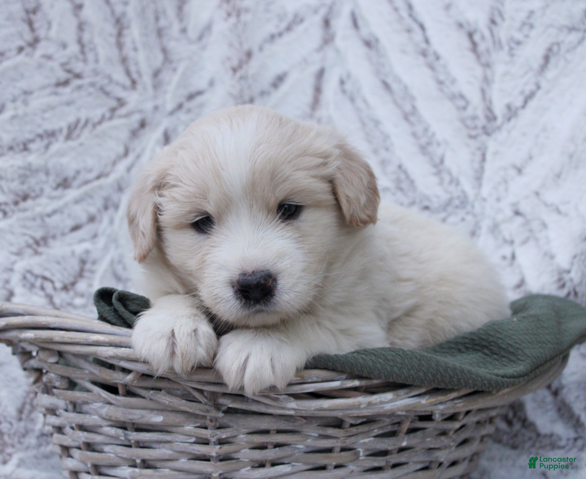 Mixed Breed dogs Mixed Breed Puppy 4 - Ad 18