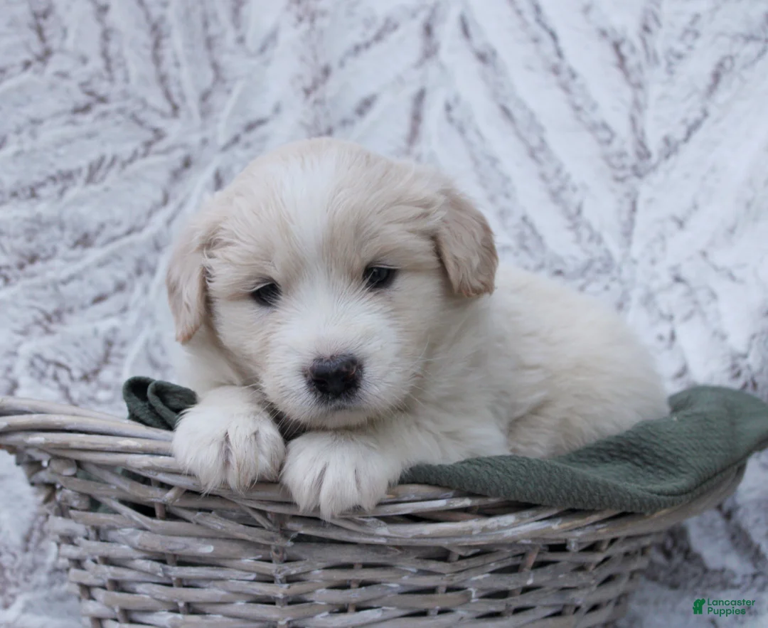 Mixed Breed dogs for sale: Mixed Breed Puppy 4 - Ad 1