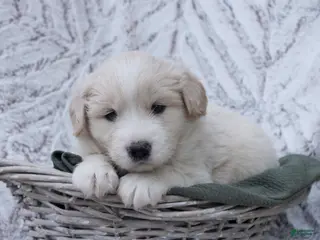 Mixed Breed dogs Mixed Breed Puppy 4 - Ad 18