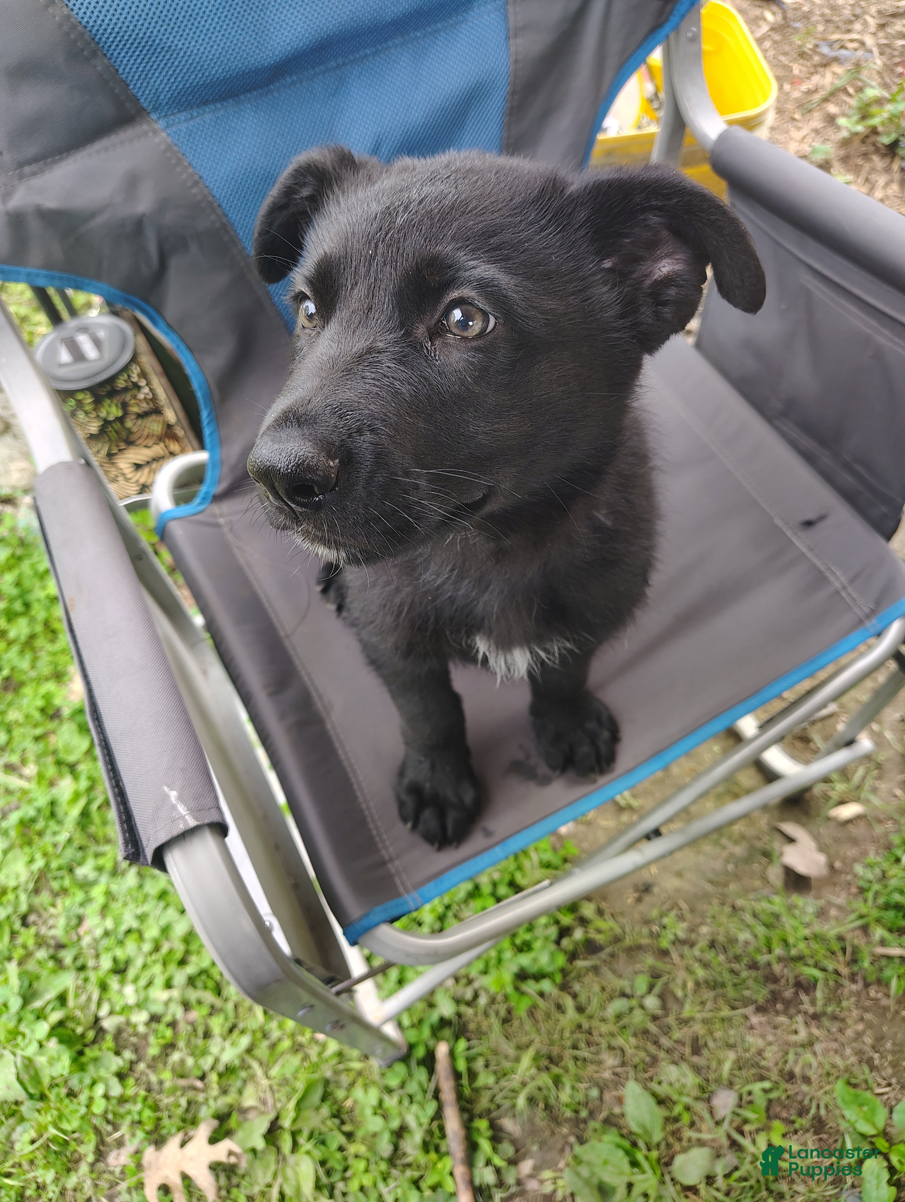 German Shepherd Puppy 1 has found his home.