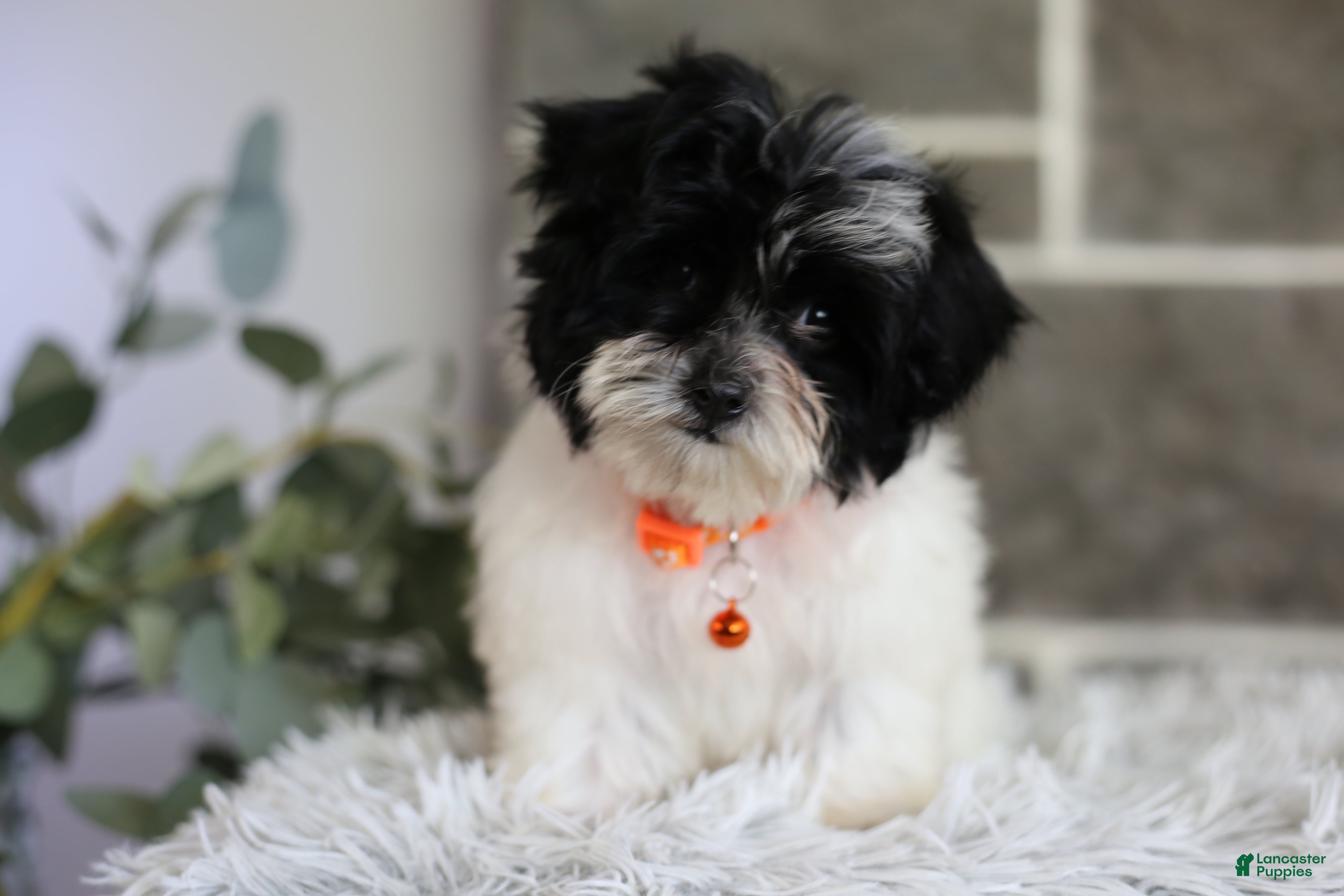 Maltipoo dogs Tiny - Ad 1