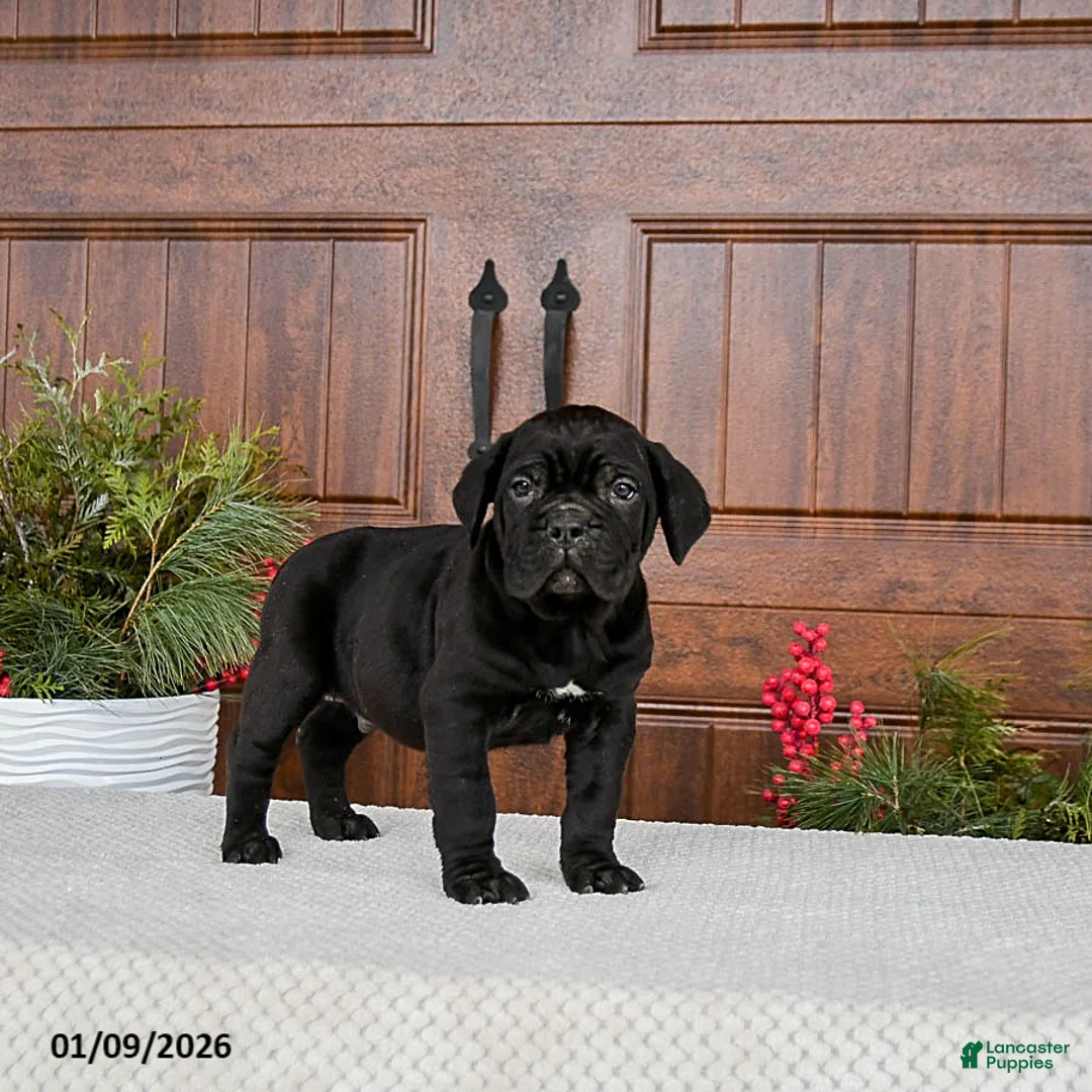 Cane Corso dogs for sale: Tucker - Ad 3