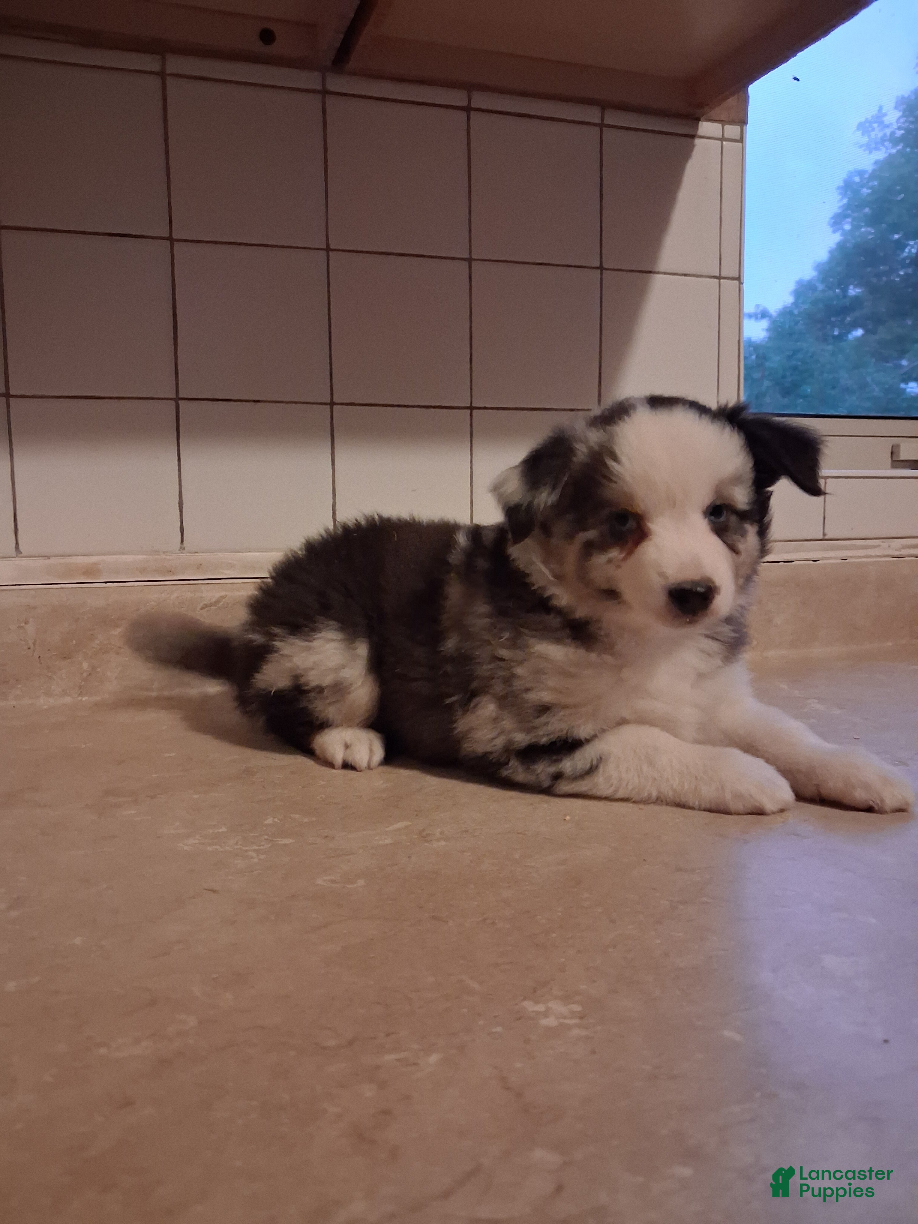 Miniature Australian Shepherd dogs Miniature Australian Shepherd 3 - Ad 2