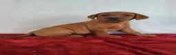 Labrador Retriever dogs for sale: Rani - Ad 5