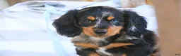 Miniature Dachshund dogs for sale: Jack Miniature Dachshund  - Ad 6