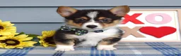 Welsh Corgi Pembroke dogs for sale: Wiley - Ad 5