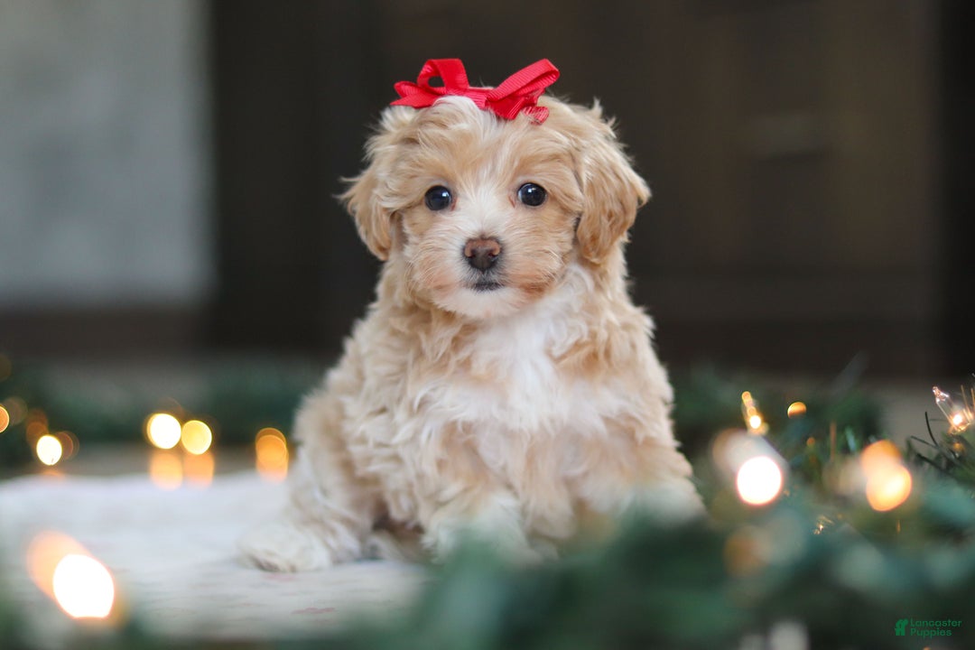 Havapoo dogs for sale: Dumpling - Ad 2