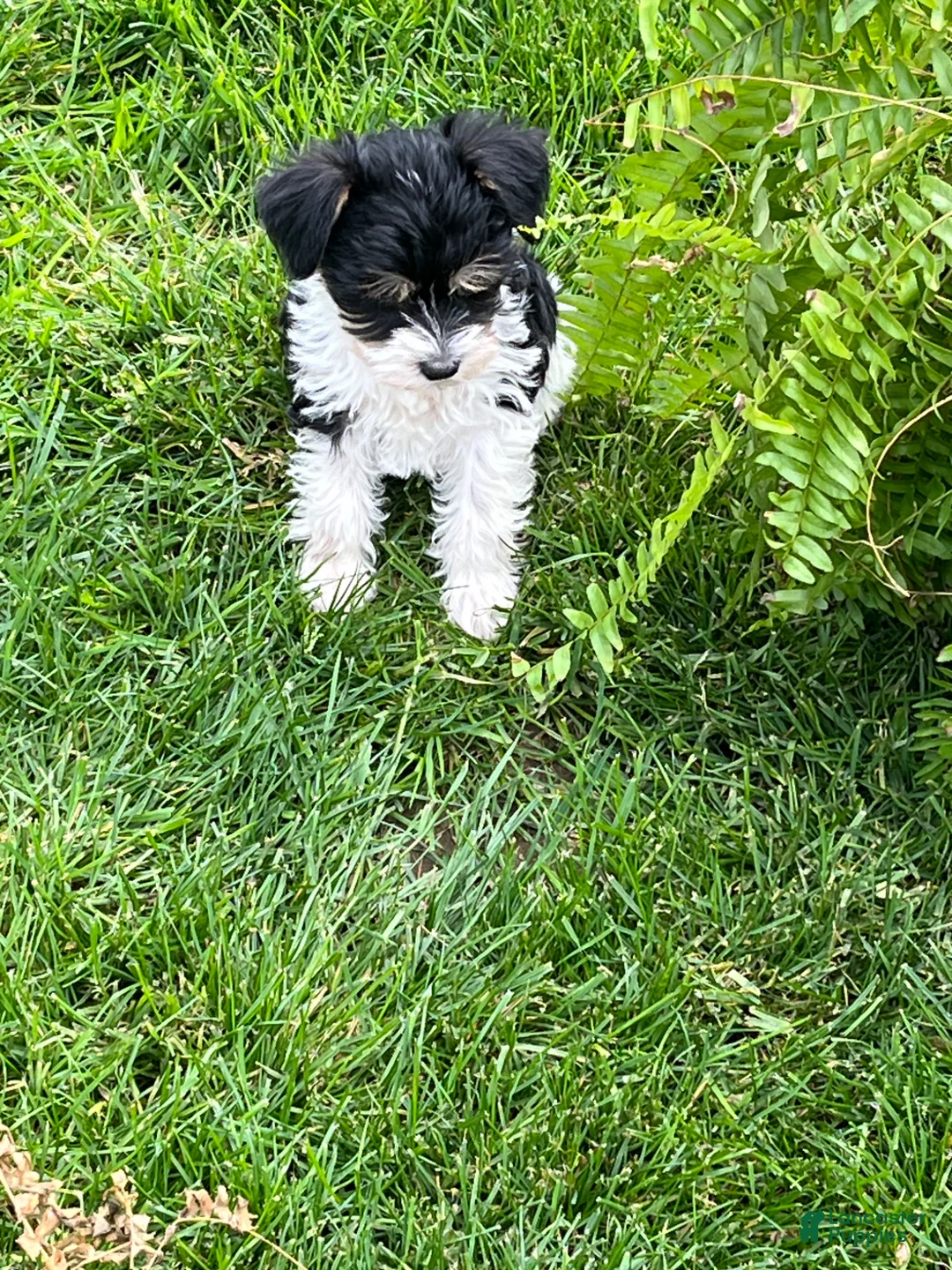 Miniature Schnauzer dogs for sale: Levi - Ad 10