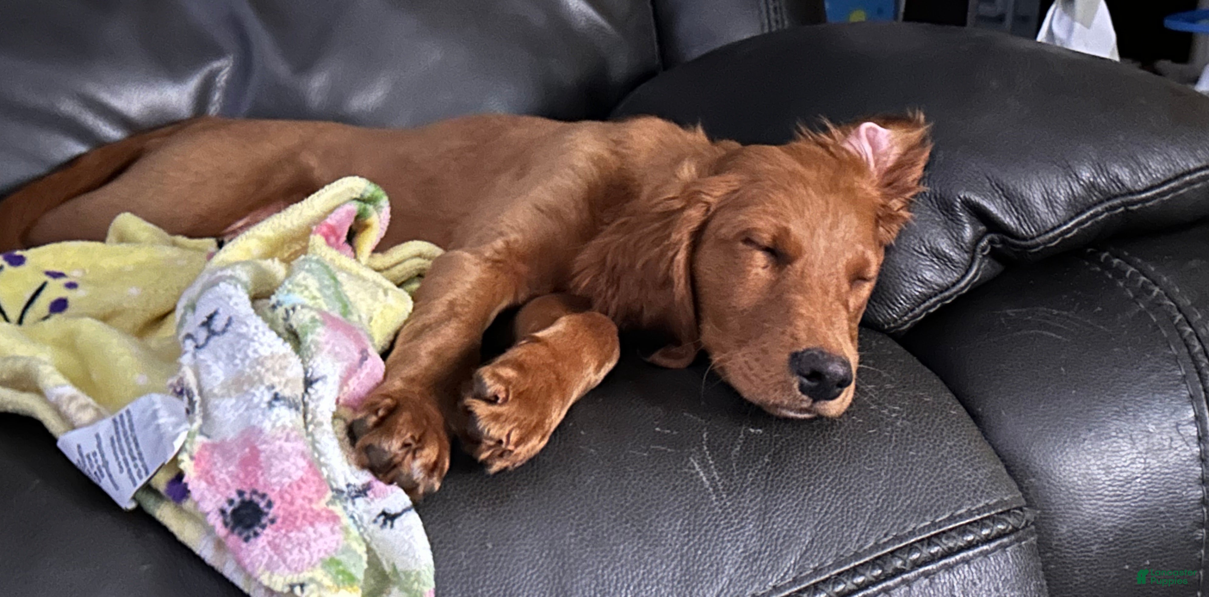 Mixed Breed dogs Lily - Irish Goldendoodle - Ad 1