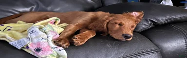 Lily - Irish Goldendoodle
