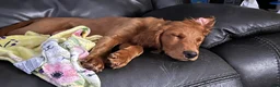 Mixed Breed dogs for sale: Lily - Irish Goldendoodle - Ad 1